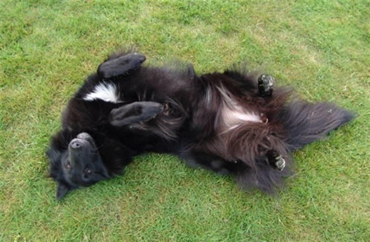 Groenendael Lia - Mavse billede 15