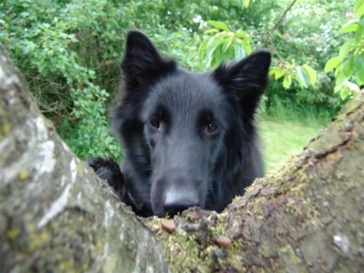 Groenendael Lia - Hov, der vokser guffer på træet. billede 16