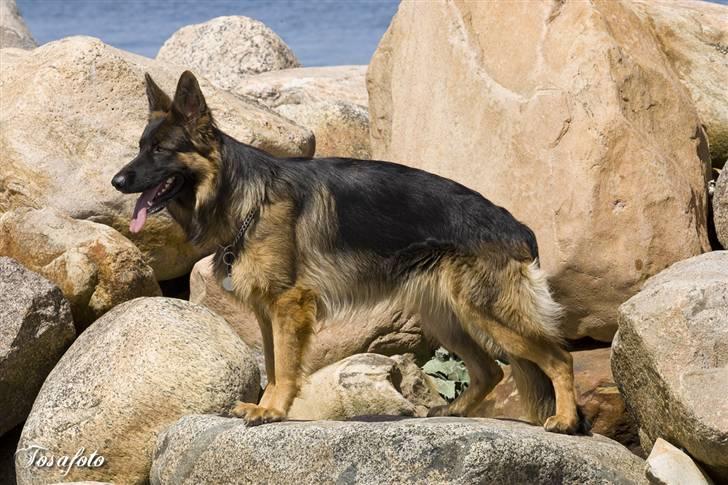 Schæferhund Soraya billede 12