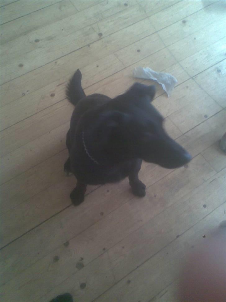 Blanding af racer bjørn billede 7