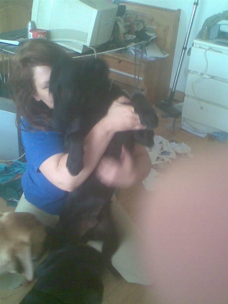 Blanding af racer bjørn billede 8