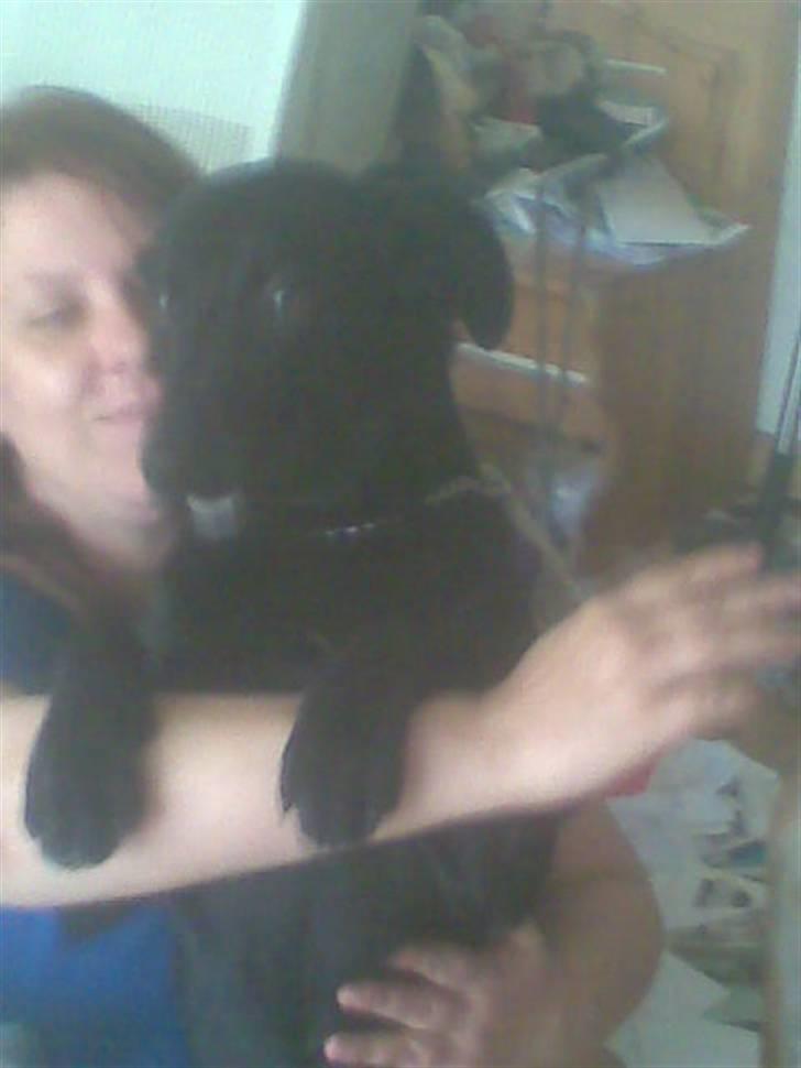 Blanding af racer bjørn billede 9