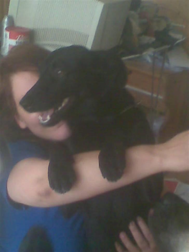 Blanding af racer bjørn billede 10