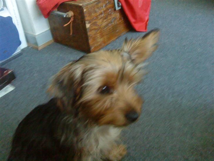 Blanding af racer Hugo - Så livet han lidt mere op igen. Få dage efter jeg havde hentet ham i horsens, & fandt hurtig ud af at han var en lille bølle billede 7