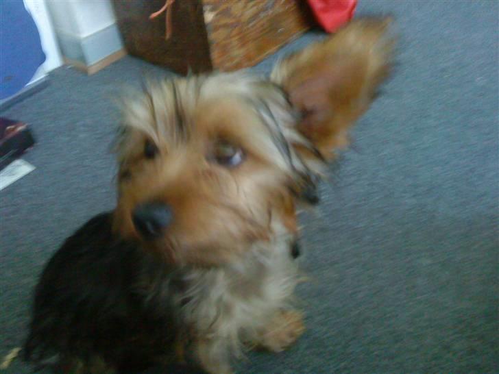 Blanding af racer Hugo - Han kan jo også se nuttet ud den lille uldtot billede 8