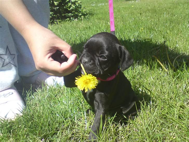Fransk bulldog Mitzy er solgt - giv mig nu den blomst!! billede 4