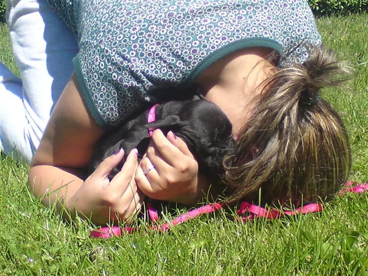 Fransk bulldog Mitzy er solgt billede 5