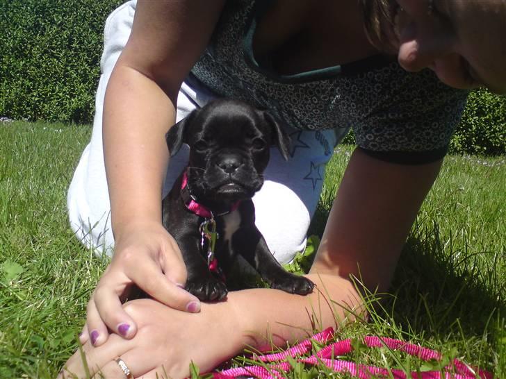 Fransk bulldog Mitzy er solgt billede 6