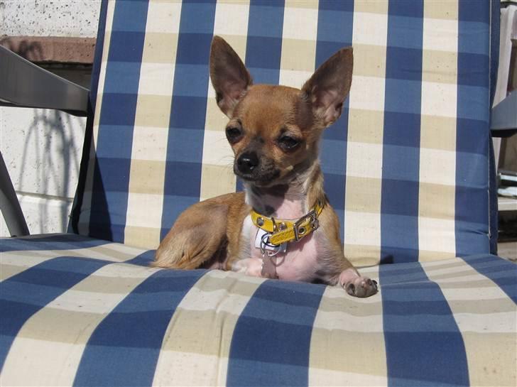Chihuahua *~ Shika ~* R.I.P - Aaee, solbadning ér altså luksus! :´) billede 10