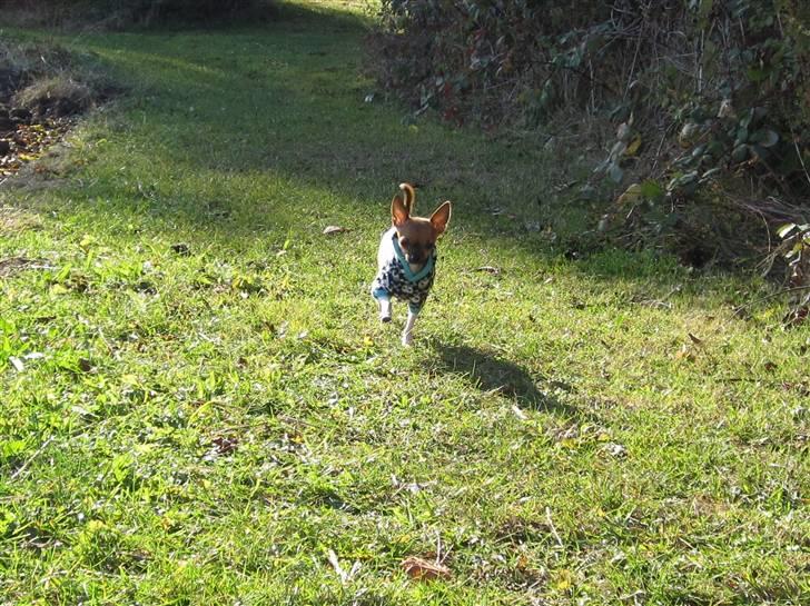 Chihuahua *~ Shika ~* R.I.P - Hopla, på tur i solskind :´) Uumm.. billede 14