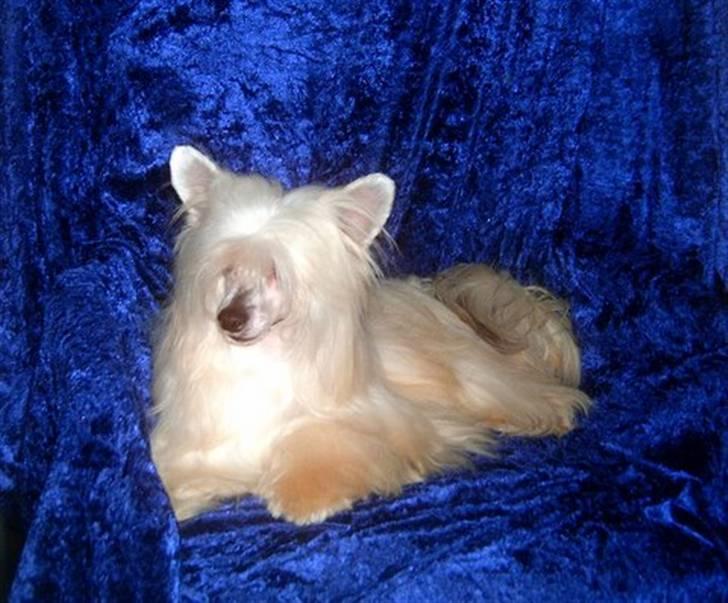 Chinese crested powder puff Caprioso Huang-Ki billede 1