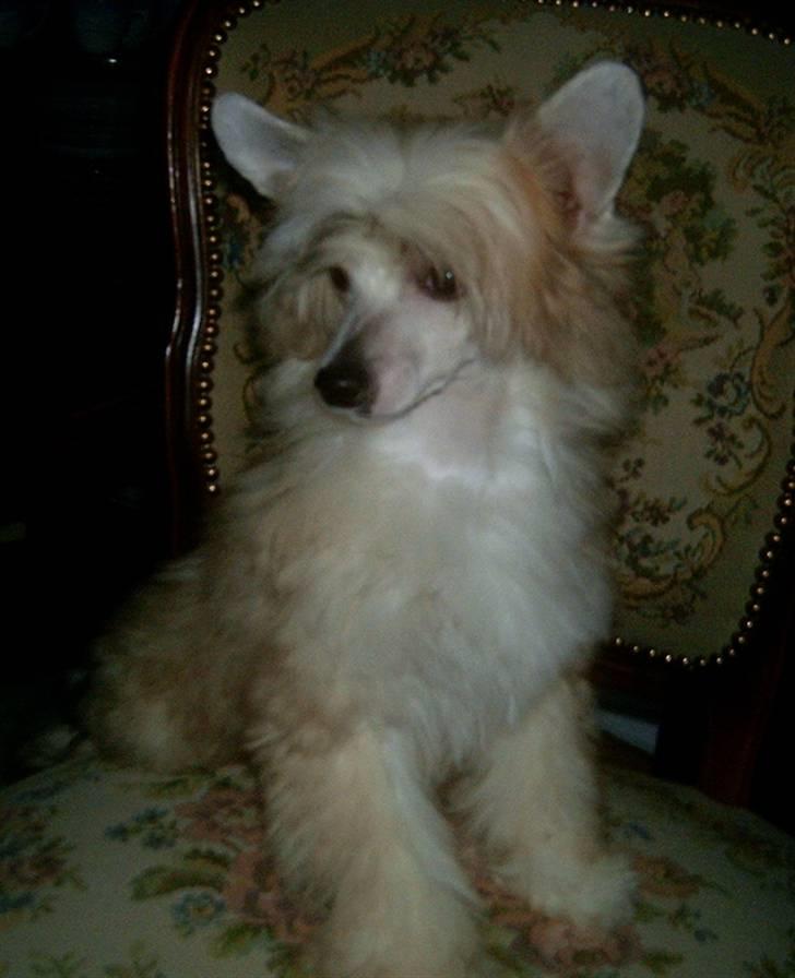 Chinese crested powder puff Caprioso Huang-Ki billede 2