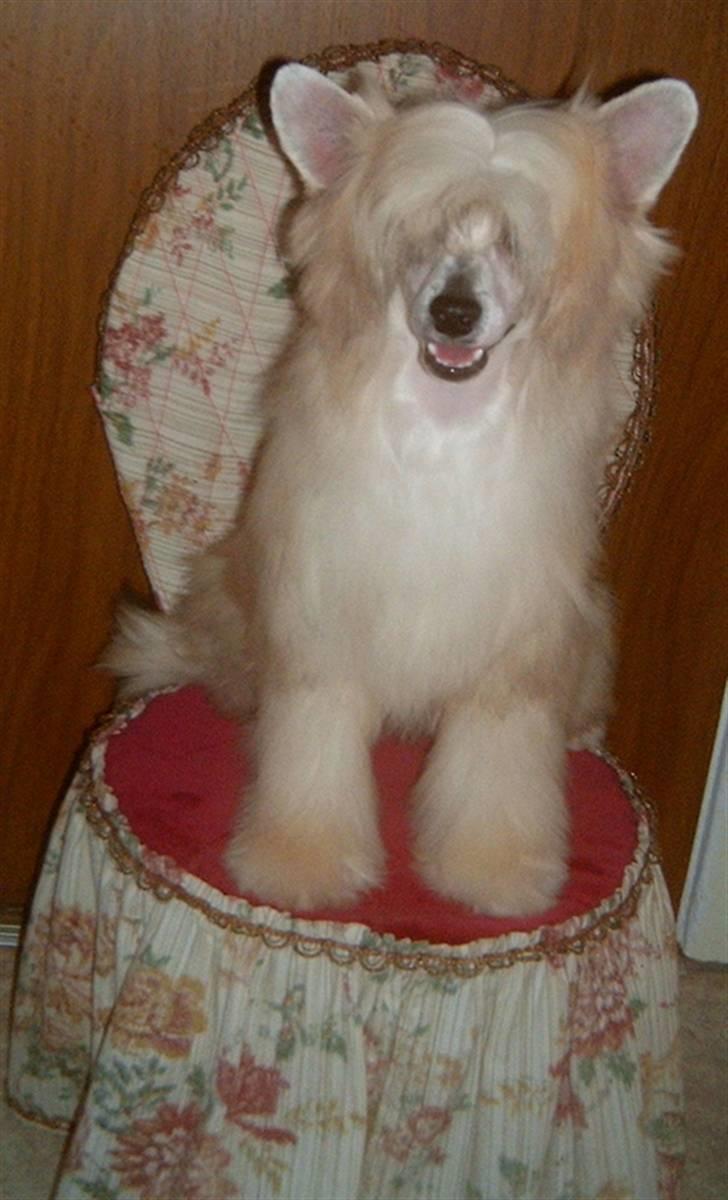 Chinese crested powder puff Caprioso Huang-Ki billede 4