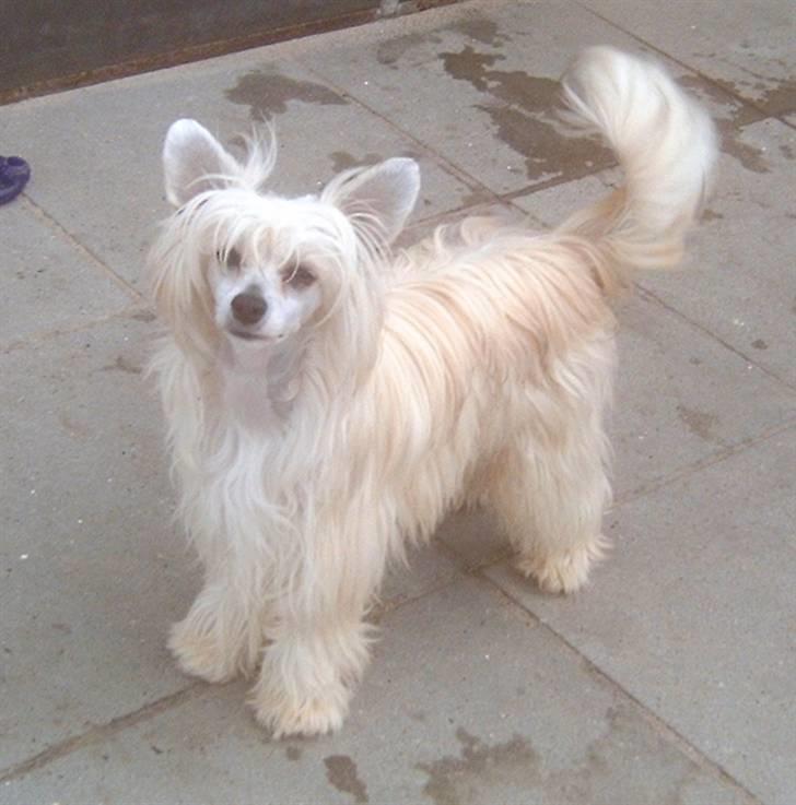 Chinese crested powder puff Caprioso Huang-Ki billede 5