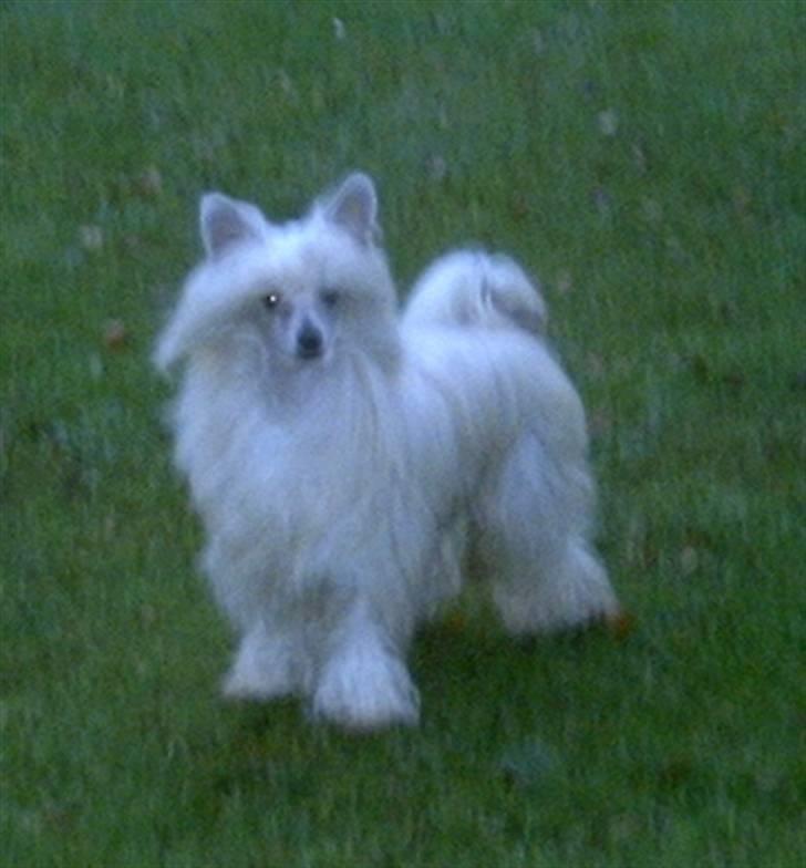 Chinese crested powder puff Caprioso Huang-Ki billede 7