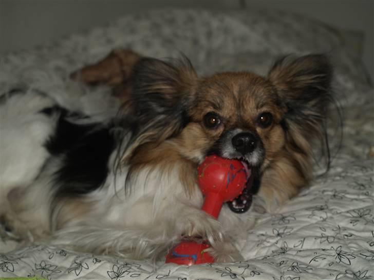 Papillon oliver billede 18