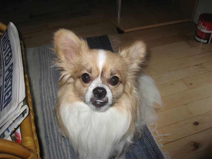 Papillon simba billede 15