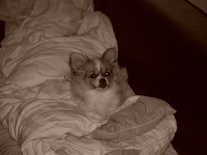 Papillon simba billede 16