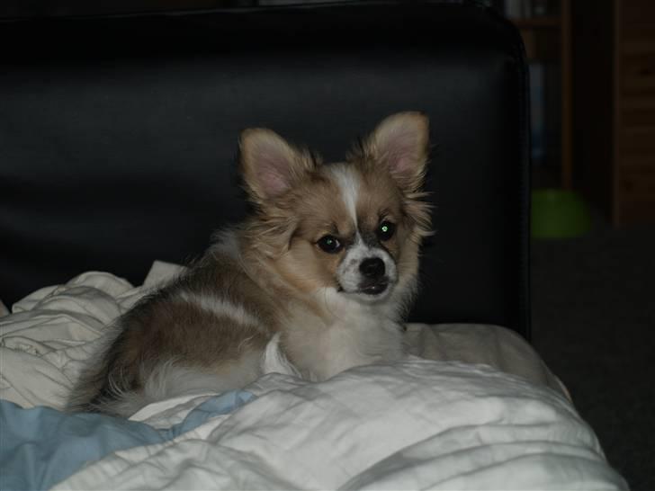 Papillon simba billede 17