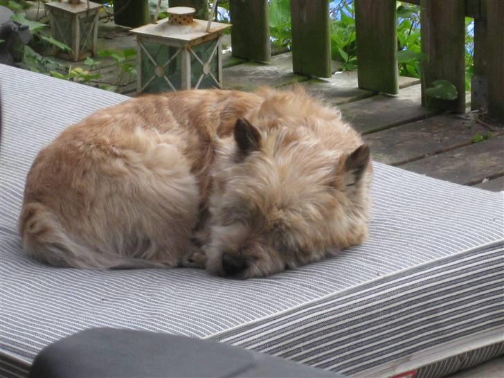 Cairn terrier Rollo - jeg tar mig lige en lille lur billede 11