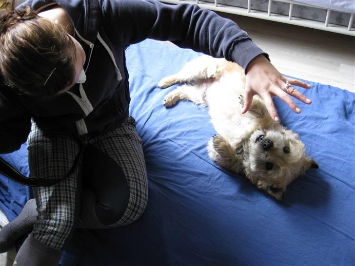 Cairn terrier Rollo - leger med miller billede 12