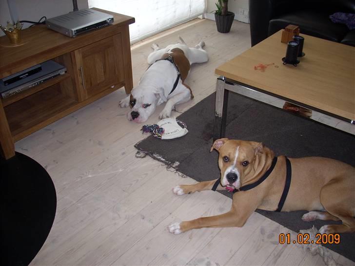 Amerikansk bulldog Bella billede 16