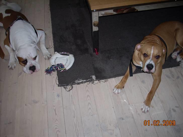 Amerikansk bulldog Bella billede 17