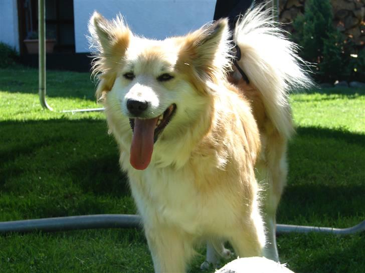 Islandsk fårehund Kilya billede 1