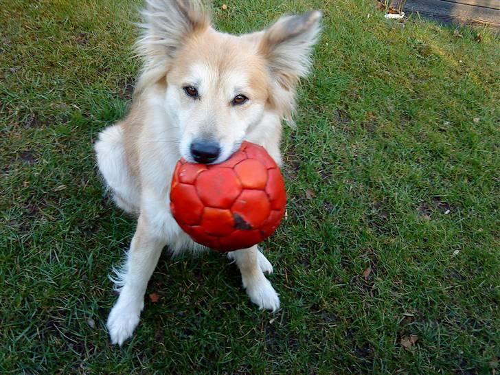 Islandsk fårehund Kilya billede 2