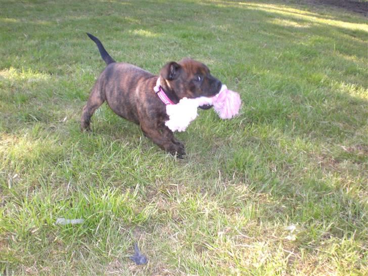 Staffordshire bull terrier Freya billede 6