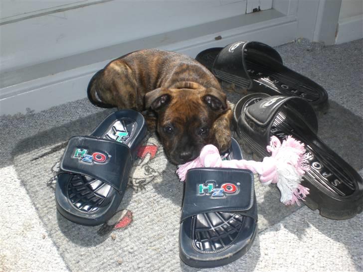 Staffordshire bull terrier Freya billede 7