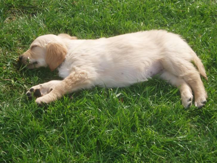 Golden retriever Sallie - Smukke Sallie.. billede 1