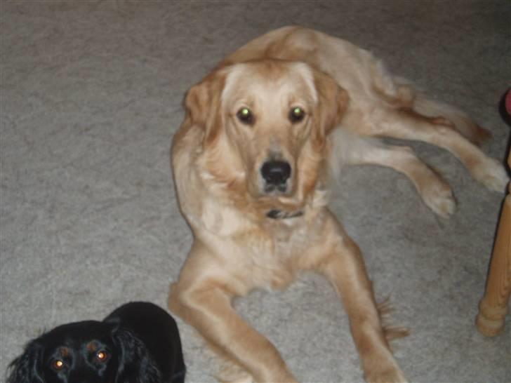 Golden retriever Sallie billede 2