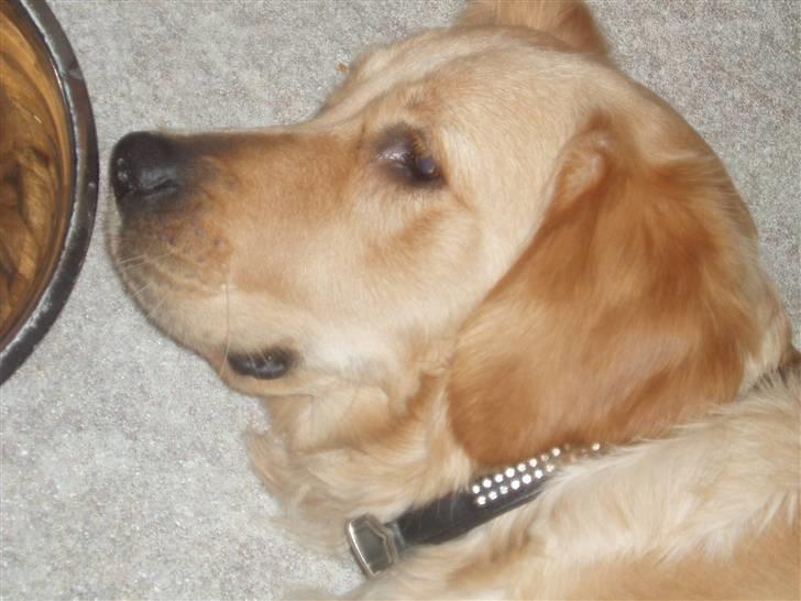 Golden retriever Sallie billede 3