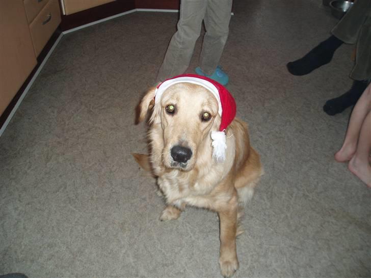 Golden retriever Sallie - Julen 08 billede 4