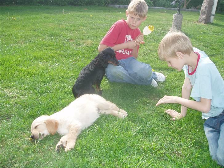 Golden retriever Sallie billede 5