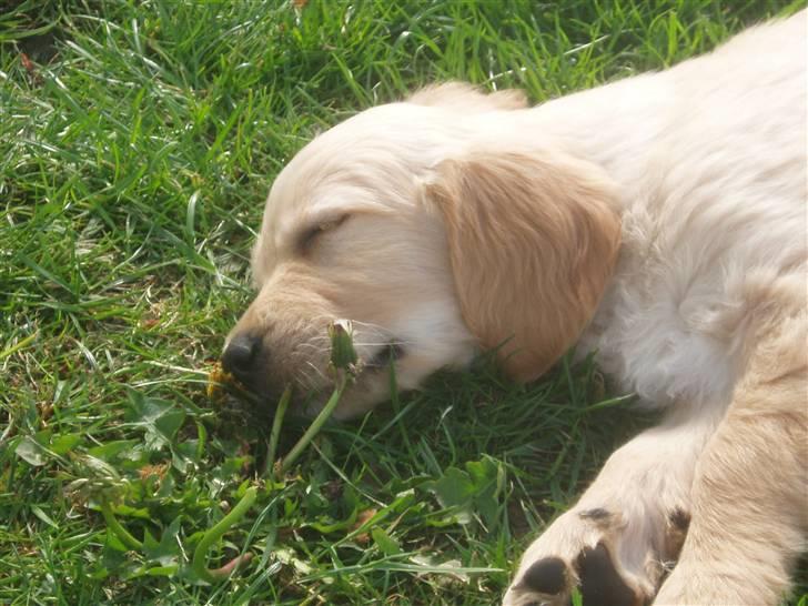 Golden retriever Sallie - Lille og nuttet.. billede 6
