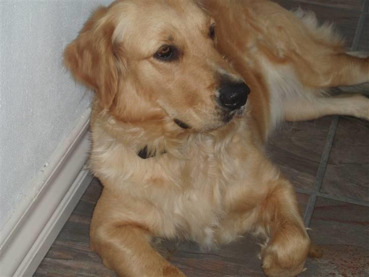 Golden retriever Sallie billede 7