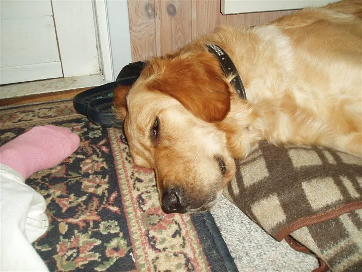 Golden retriever Sallie - Træt efter en lang tur ved stranden. billede 8