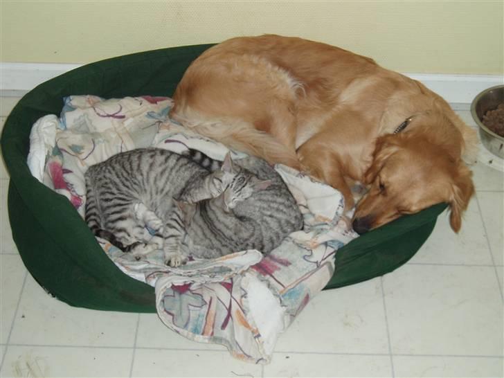 Golden retriever Sallie - Vil gerne dele sin kurv med misserne. billede 9