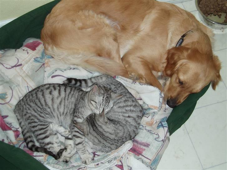 Golden retriever Sallie billede 10