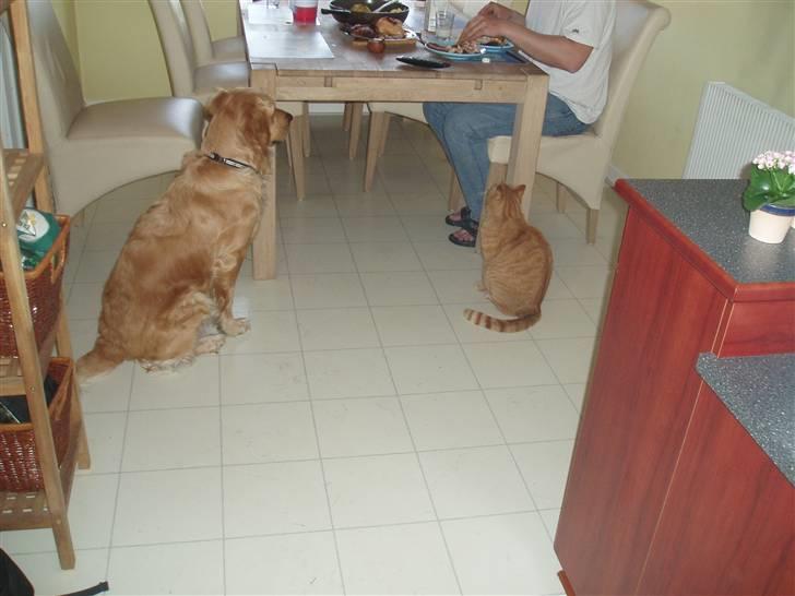 Golden retriever Sallie - Blir der mon en rest til os..? billede 11