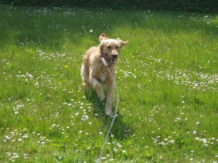 Golden retriever Sallie - Elsker at løbe stærkt.. billede 12