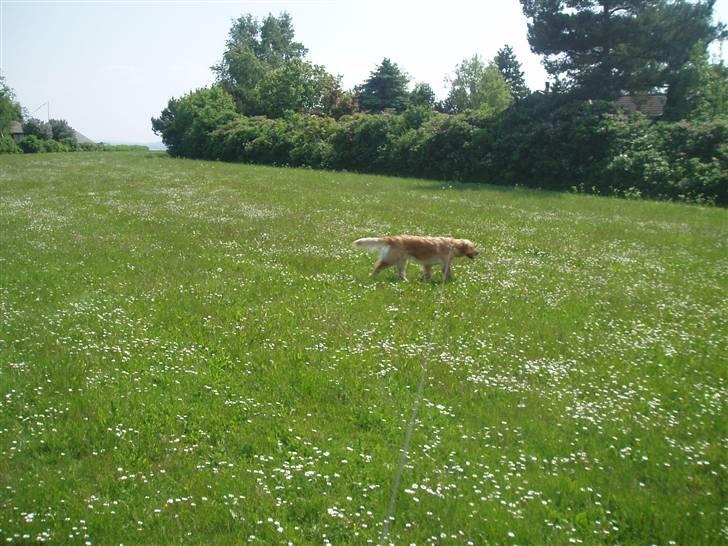 Golden retriever Sallie billede 13