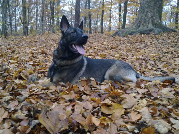 Schæferhund Sam - 3,5mdr gammel billede 1