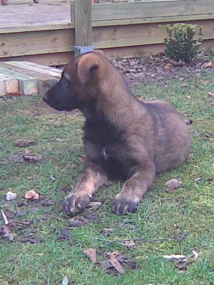 Schæferhund Sam - Dagen hvor jeg fik ham billede 2