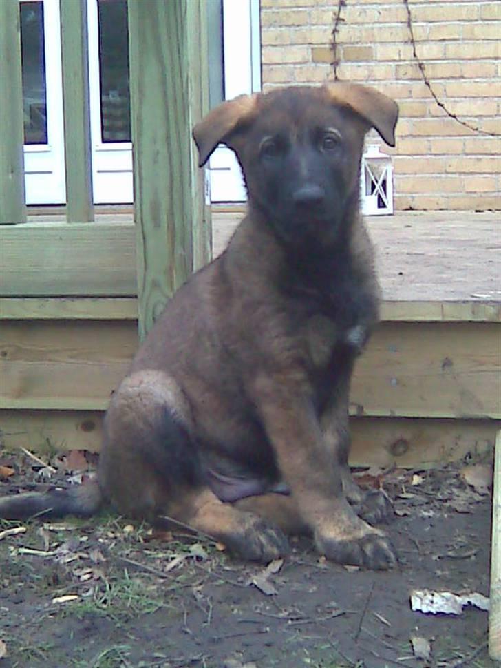 Schæferhund Sam - Dagen hvor jeg fik ham billede 3
