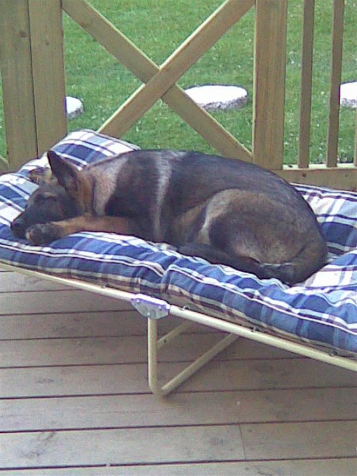 Schæferhund Sam - Hans drømmeseng billede 4