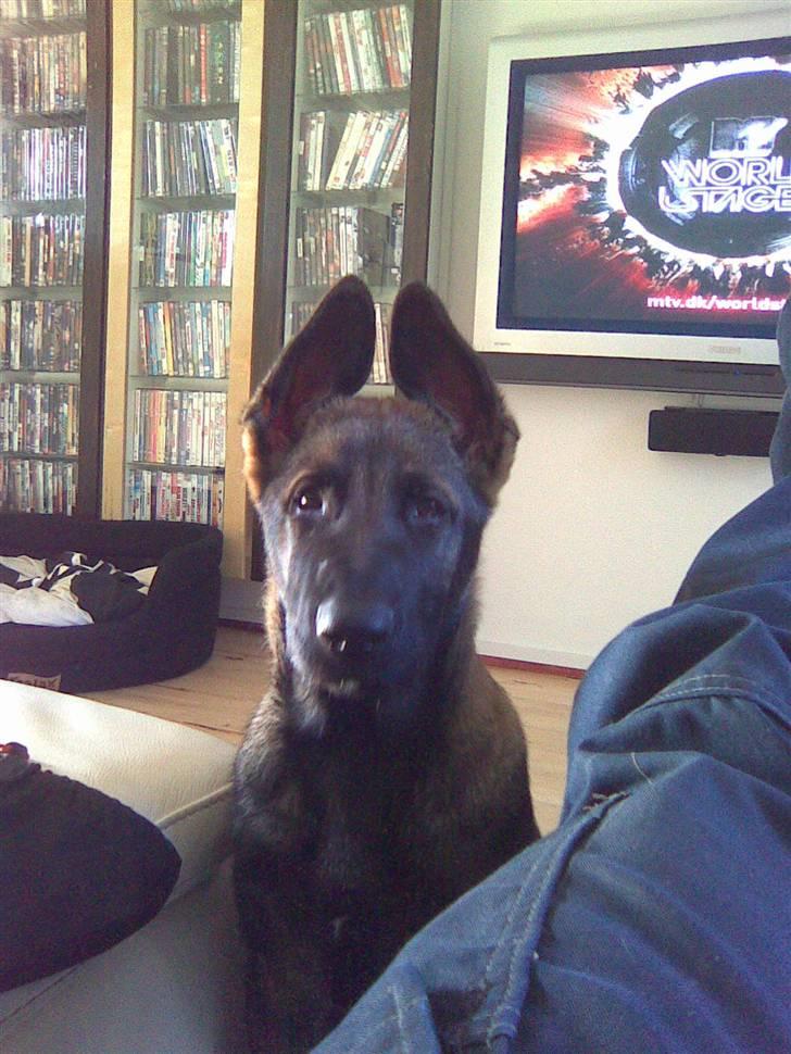 Schæferhund Sam - 3 mdr gammel billede 5