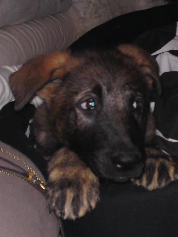 Schæferhund Sam billede 6